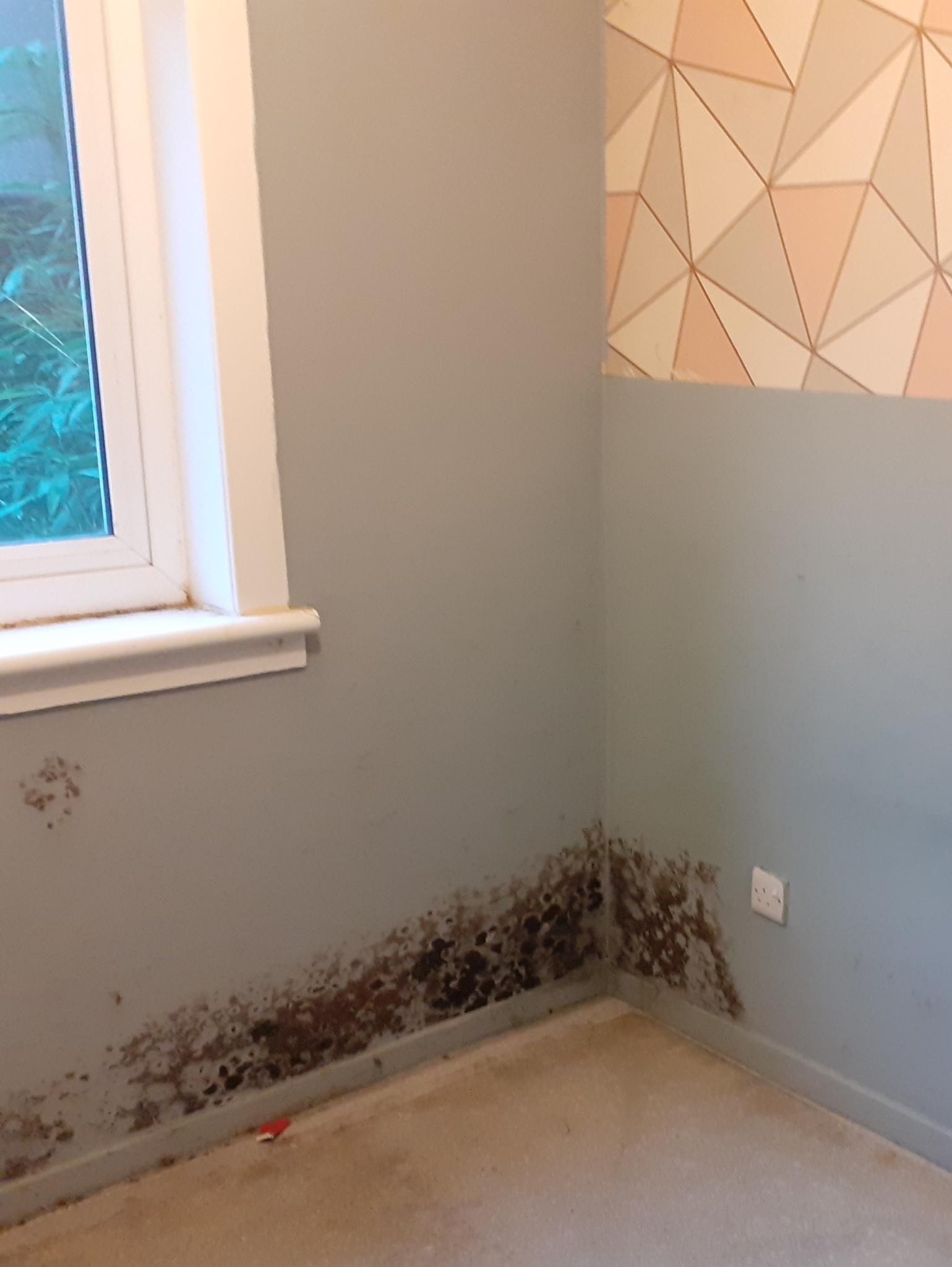 Mouldy corner of a damp room